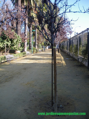 Cómo calcular la altura de cruz de los árboles