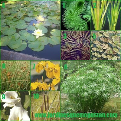 Plantas para un estanque de jardín