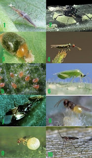 10 Insectos beneficiosos para tu jardín