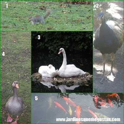 Descubre que animales habitan un jardín