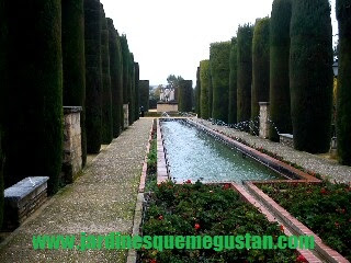 POR QUE EL CIPRES NO ES SOLO PARA CEMENTERIOS