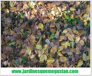 EL OTOÑO DETRÁS DE LA CÁMARA