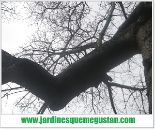 GIGANTES DE JARDIN: CHORISIA SPECIOSA