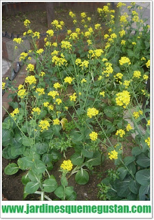 EL DISEÑO DE JARDINES Y LAS HIERBAS ESPONTANEAS