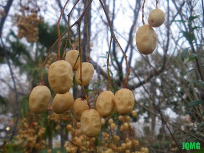 Fruto de Melia azedarach en invierno