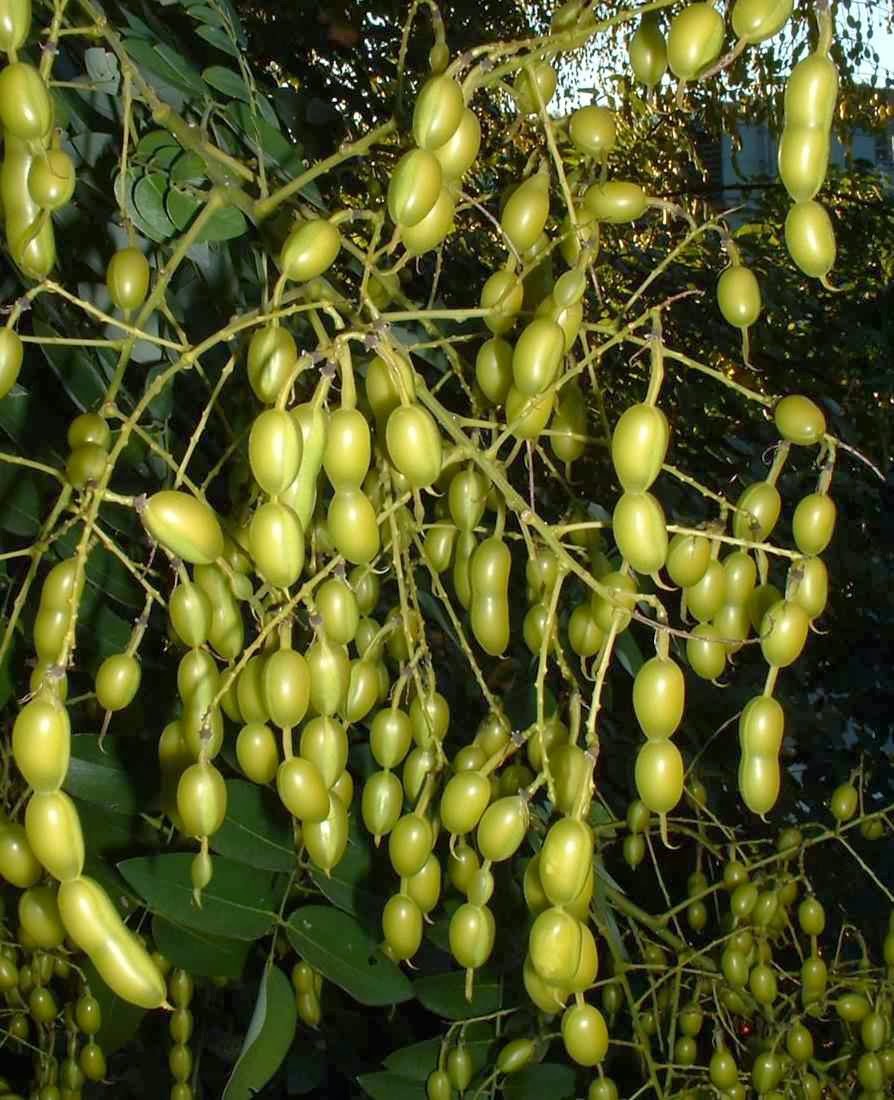 Por qué debes darle importancia al árbol de tu calle