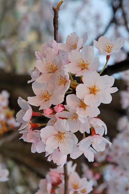 8 SAKURA