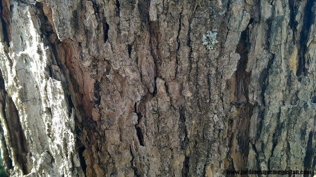 Catalpa bignonioides