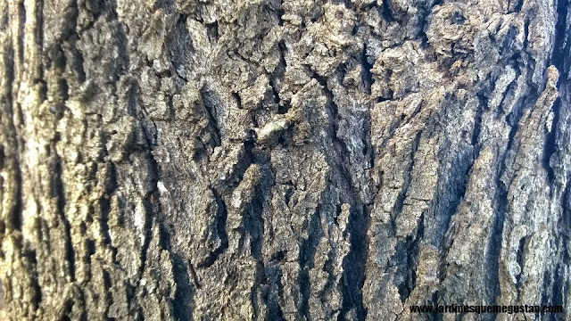 Cassuarina equisitifolia