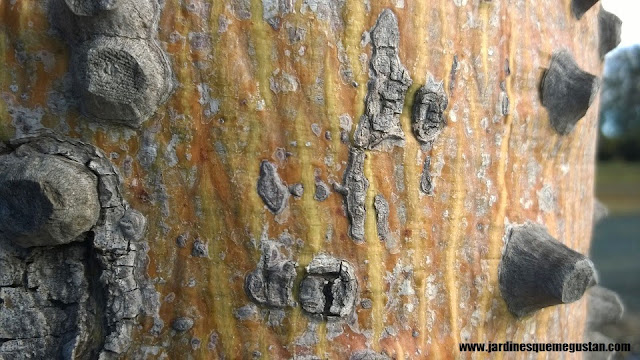 Palo borracho (Ceiba speciosa)