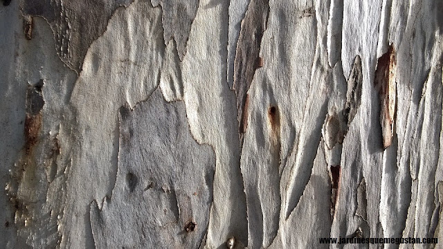 Eucalipto (Eucalyptus globulus)