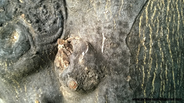 Naranjo amargo (Citrus aurantium)