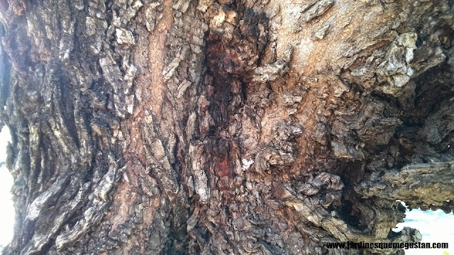 Olivo (Olea Europaea)