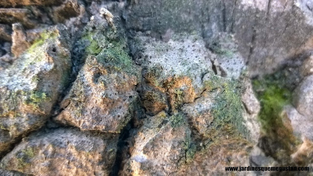 Palmera datilera (Phoenix dactylifera)