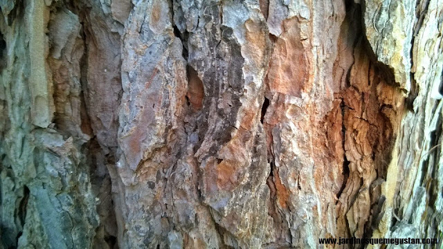 Pino piñonera (Pinus pinea)