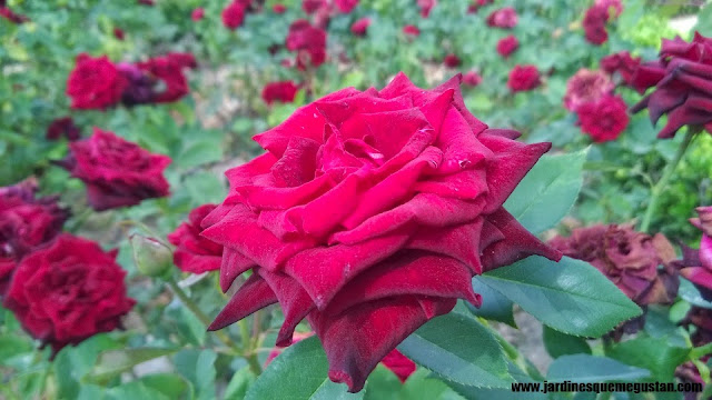 planta, rosal de flor rojo