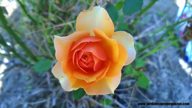 planta, rosal de flor naranja