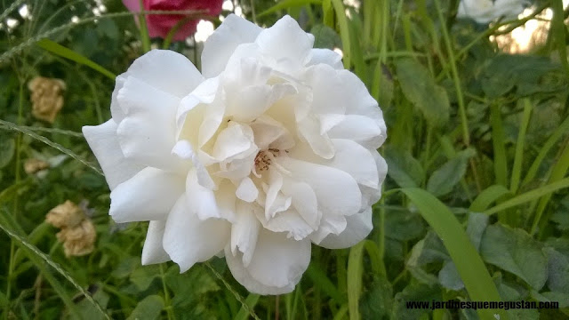 planta, rosal de flor blanca