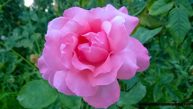 planta, rosal de flor rosa