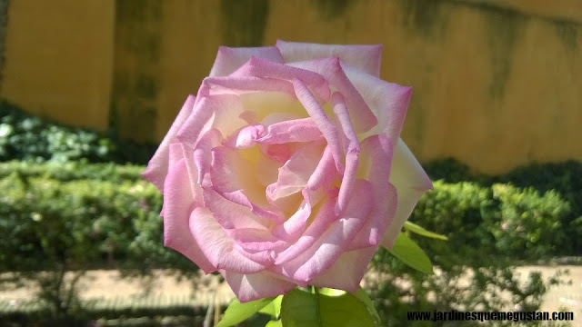 planta, rosal de flor rosada