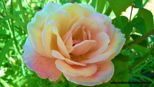 planta, rosal de flor naranja