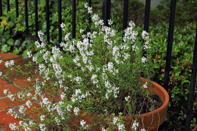 Tomillo (Thymus vulgaris)