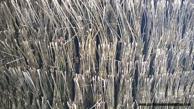 Washingtonia filifera