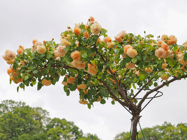 árbol de rosas