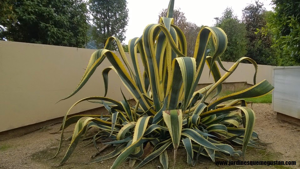 Pita (Agave americana), planta suculenta
