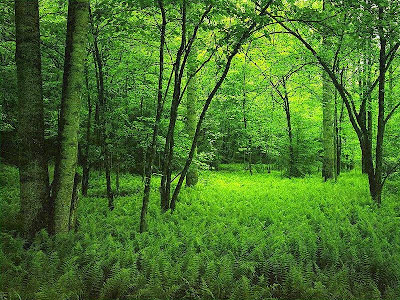 Micorrizas: colaboración milenaria entre hongos y plantas