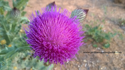 La flor de Escocia