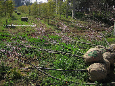 Presentación y plantación de las plantas en el jardín