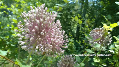 Allium ornamental, una flor para el verano