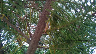 Siempre estuvo aquí: Araucaria