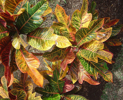 Crotons (Codiaeum variegatum), planta de interior