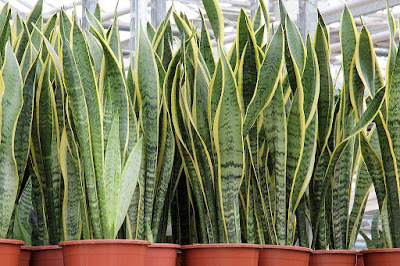 Sansevieria, Crotons y otras plantas de interior