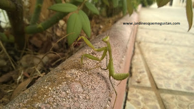 Depredadores de jardín: Mantis