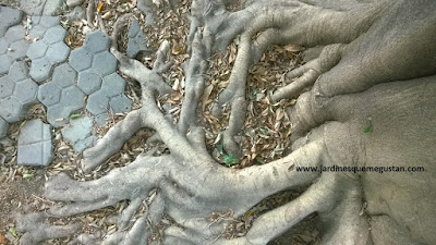 Raíces de destrucción masiva