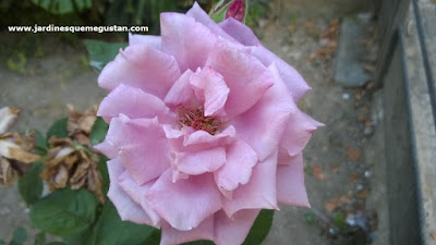 Cómo transformar un jardín en un xerojardín