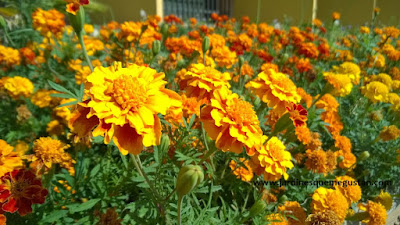 Noticias cíclicas y beneficios de la jardinería