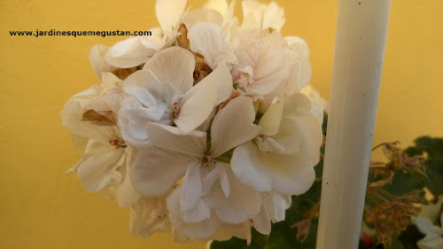 Geranio y gitanilla (Pelargonium spp.) Geranio y gitanilla (Pelargonium spp.)