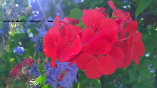 Geranio y gitanilla (Pelargonium spp.) Geranio y gitanilla (Pelargonium spp.)
