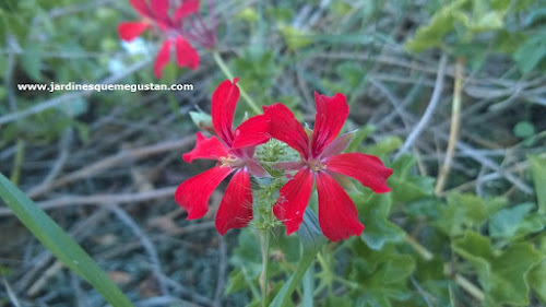 Geranio y gitanilla (Pelargonium spp.) Geranio y gitanilla (Pelargonium spp.)