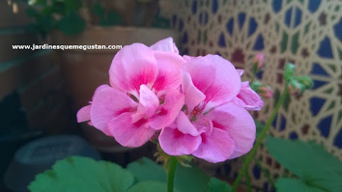 Geranio y gitanilla (Pelargonium spp.) Geranio y gitanilla (Pelargonium spp.)
