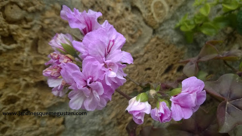 Geranio y gitanilla (Pelargonium spp.) Geranio y gitanilla (Pelargonium spp.)