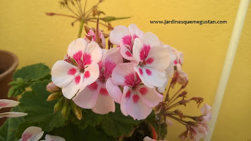 Geranio y gitanilla (Pelargonium spp.) Geranio y gitanilla (Pelargonium spp.)