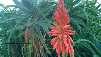 Pulpos a la jardinera