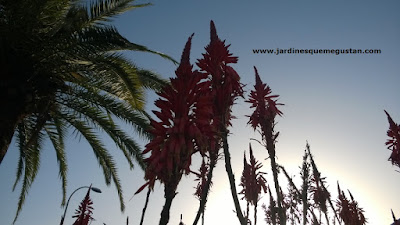 Inflorescencia de Aloe arborescens