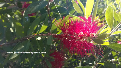 Errores en el planteamiento de las zonas de un jardín