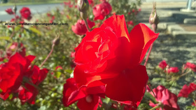 Una rotonda por acabar